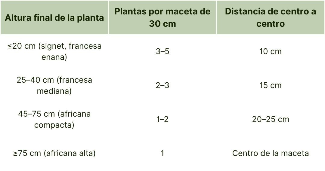 Siembra directa de caléndulas en macetas para patio.jpg